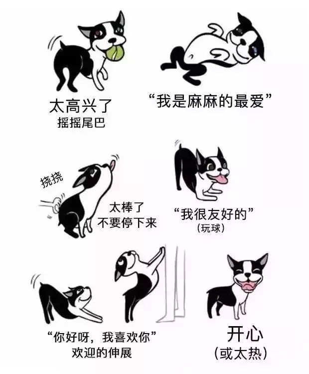 来看看简单的狗狗肢体语言