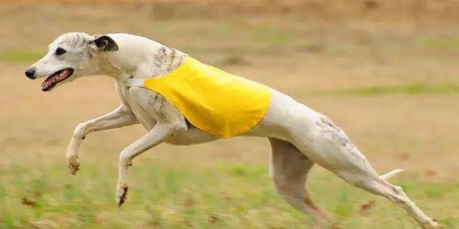 关于惠比特犬,你了解这些吗?