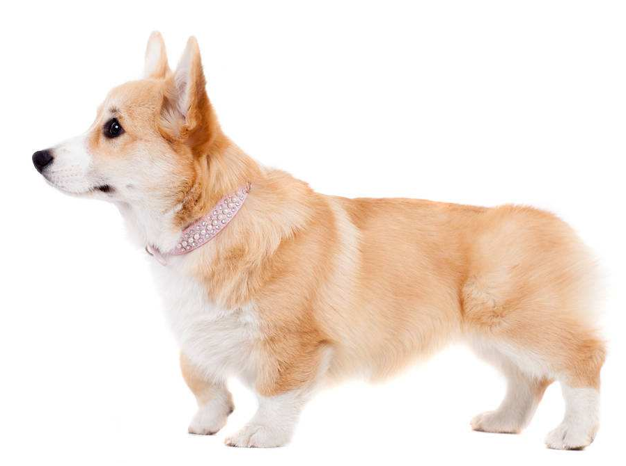 狗可以吃花生吗