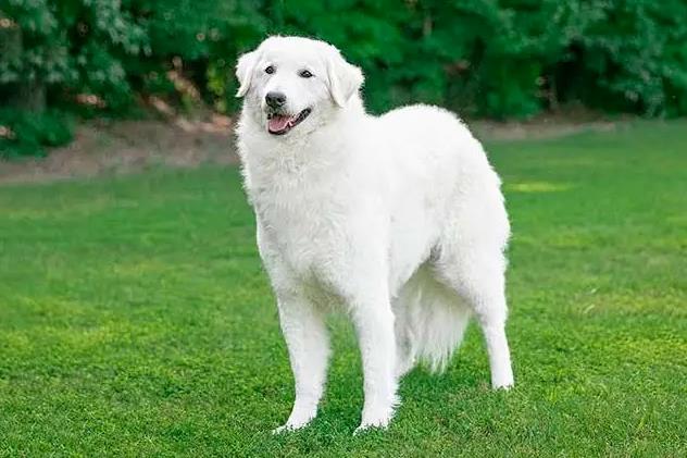 狗狗品种简介:库瓦兹犬介绍