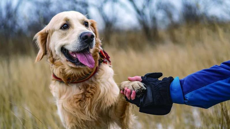 如何培养拉布拉多犬的注意力?