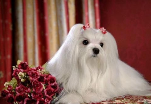 玛尔济斯犬怎么护理?