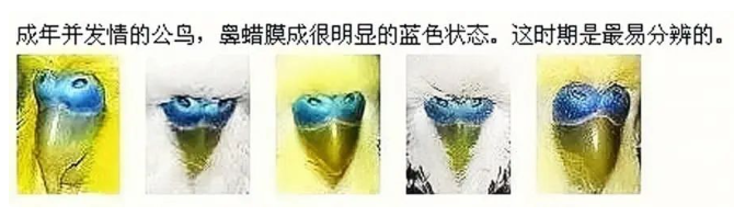 虎皮鹦鹉怎么分公母?