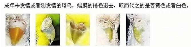 虎皮鹦鹉怎么分公母?