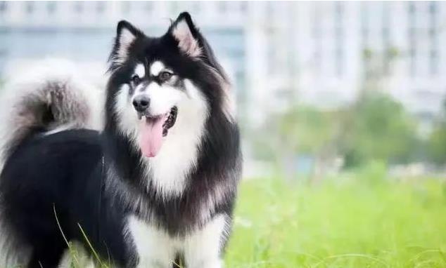 阿拉斯加犬品种简介