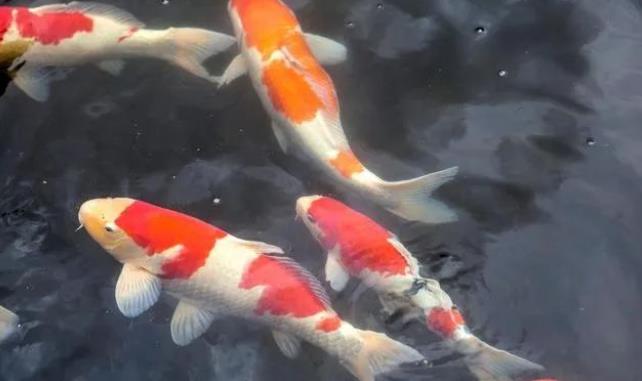 锦鲤的寓意和象征是什么?