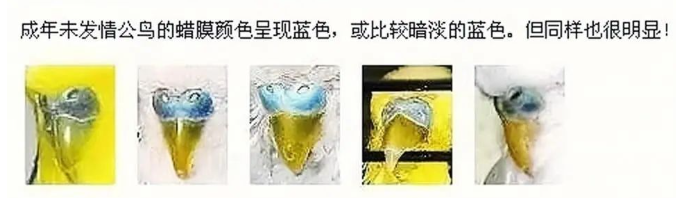 虎皮鹦鹉怎么分公母?