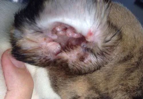犬猫的外耳炎该怎么治疗？(犬猫常见疾病外耳炎介绍)