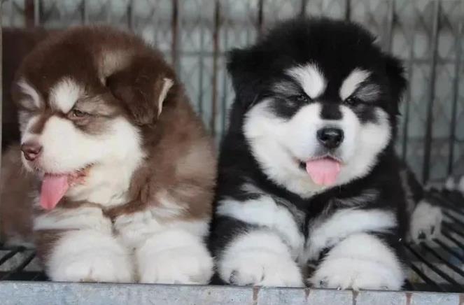 阿拉斯加犬好养吗？（怎么养阿拉斯加雪橇犬？）