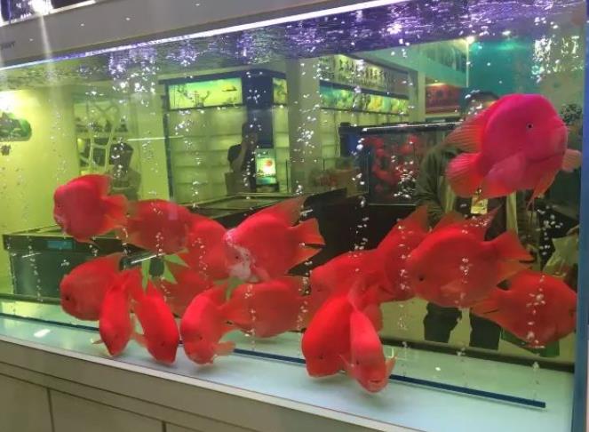 鹦鹉鱼怎么养才能增红不褪色?