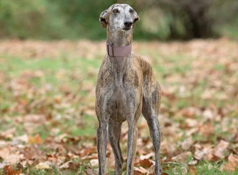 狗狗品种灵提犬品种介绍