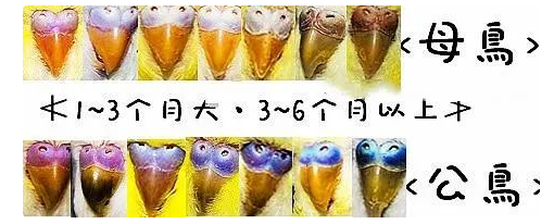 虎皮鹦鹉怎么分公母？