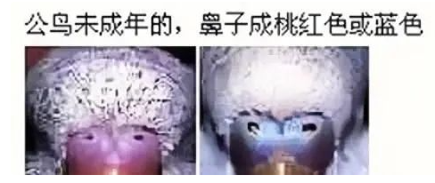 虎皮鹦鹉怎么分公母?