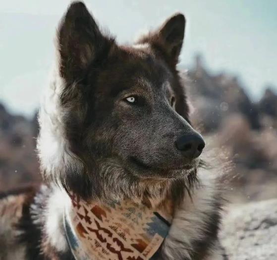狗狗品种介绍：蓝湾牧羊犬简介