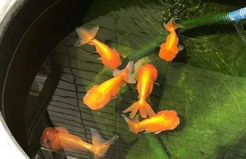 养金鱼要怎么养水?(金鱼的养水之道)