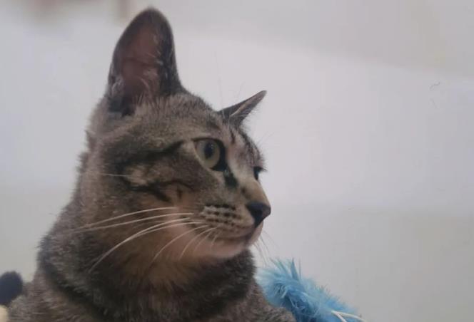 猫咪如果身体长满了虫子会怎么样？