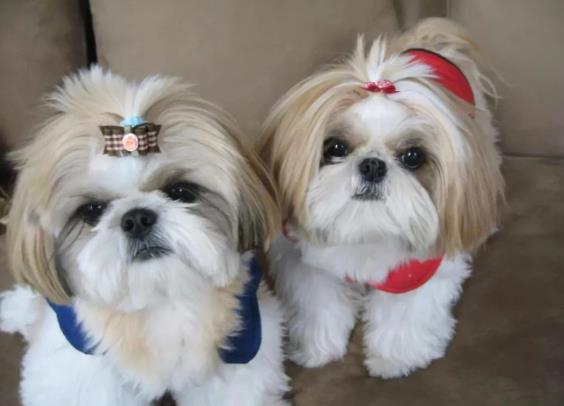 狗狗品种简介:西施犬介绍