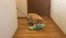 c73d35f4fd314209a4509ebd1ca91ec0.gif