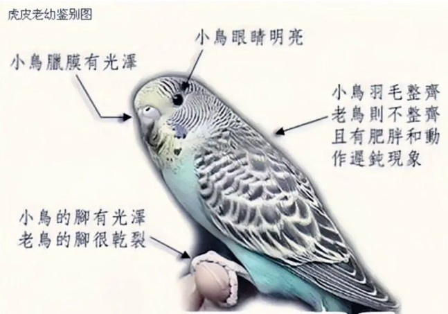 虎皮鹦鹉怎么分公母?