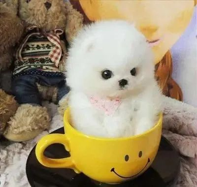 茶杯犬怎么训练？