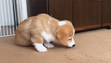 3cf8b4aa5bd945ce8ae92278afab5e3e.gif