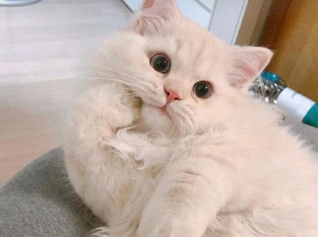 昔日猫科大佬，今日被老鼠吓得抱头猫窜