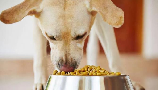 拉布拉多犬要怎么训练?(拉布拉多犬训练方法)