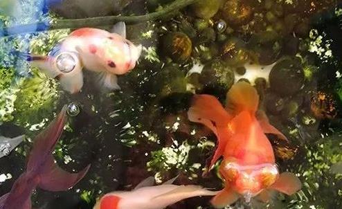 养金鱼要怎么养水?(金鱼的养水之道)