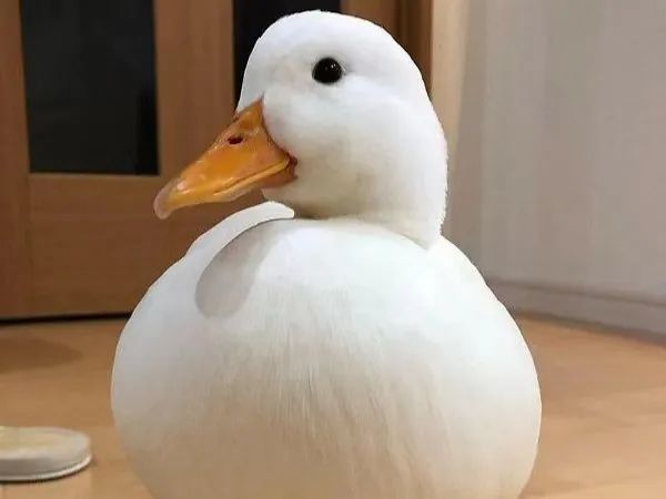 柯尔鸭蛋怎么孵化？（柯尔鸭蛋孵化技巧）