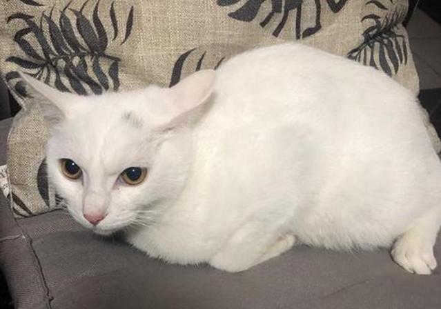 猫：我当时真的害怕极了，他摇摇晃晃的就要睡我
