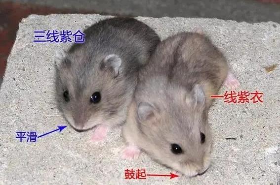 宠物仓鼠种类都有哪些？