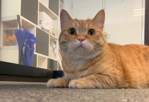 猫咪品种简介：橘猫介绍