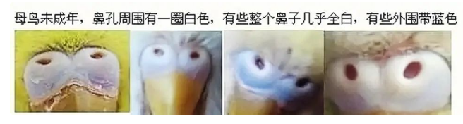 虎皮鹦鹉怎么分公母?