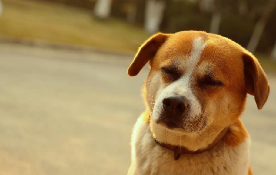中华田园犬你可能不知道的那些事