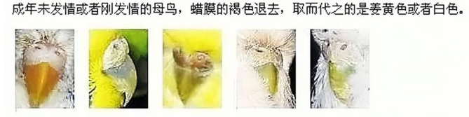 虎皮鹦鹉怎么分公母?