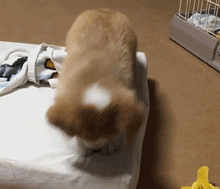 398267bd2b2147b6b0367aa2b58404f3.gif