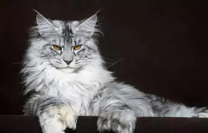 十种适合新手养的猫咪
