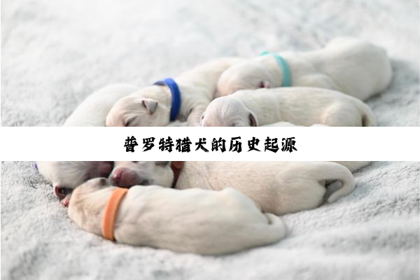 普罗特猎犬的历史起源