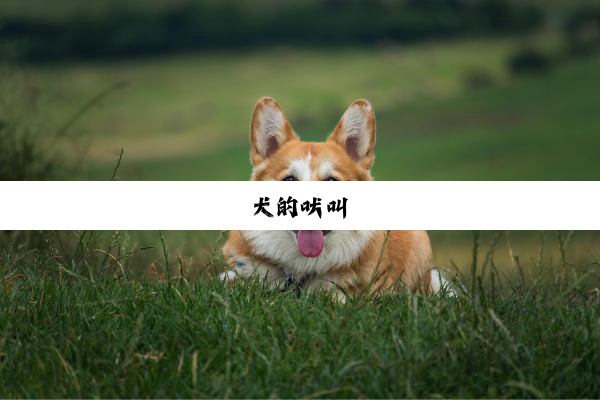 犬的吠叫