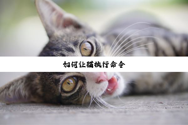 如何让猫执行命令
