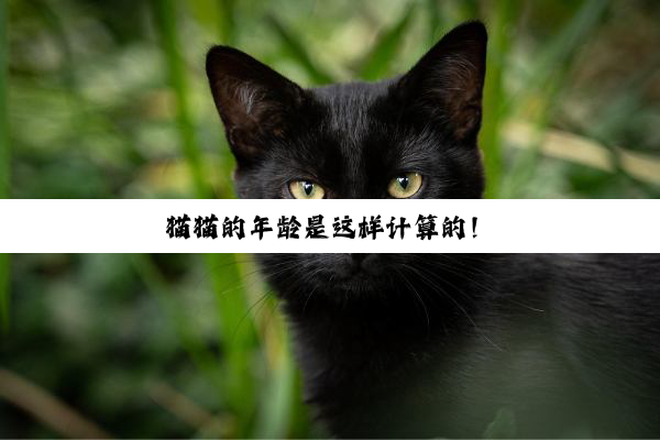 猫猫的年龄是这样计算的！