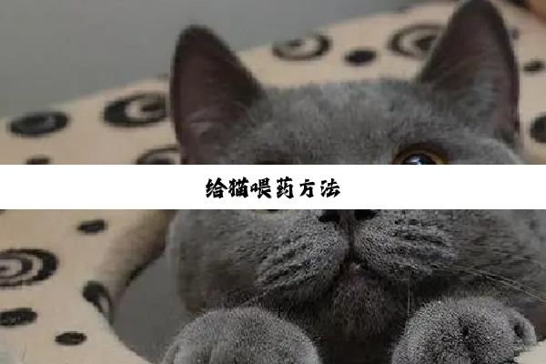 给猫喂药方法