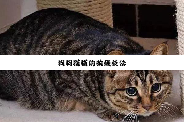 狗狗猫猫的拍摄技法