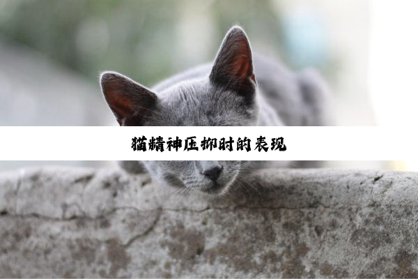 猫精神压抑时的表现