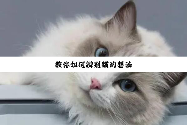 教你如何辨别猫的想法