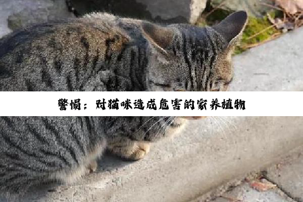 警惕：对猫咪造成危害的家养植物