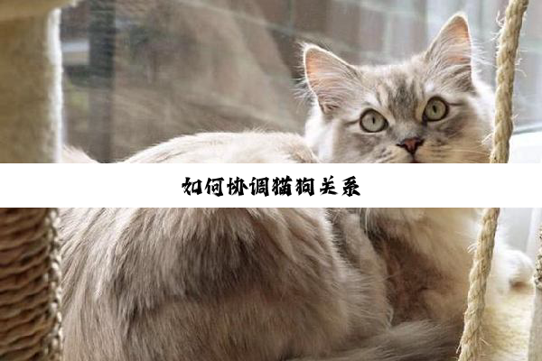 如何协调猫狗关系