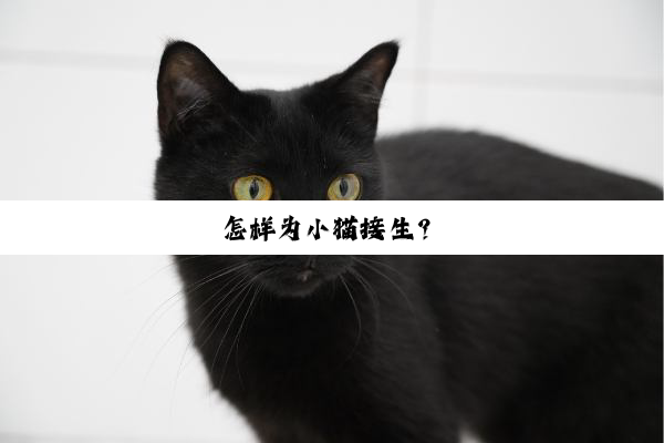 怎样为小猫接生？