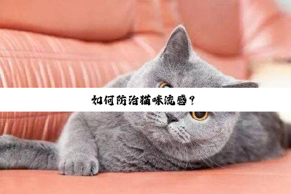 如(rú)何(hé)防(fáng)治(zhì)猫(māo)咪(mī)流(liú)感(gǎn)？