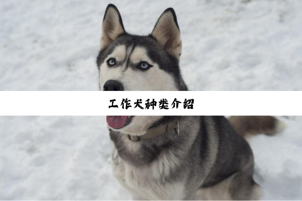 工作犬种类介绍